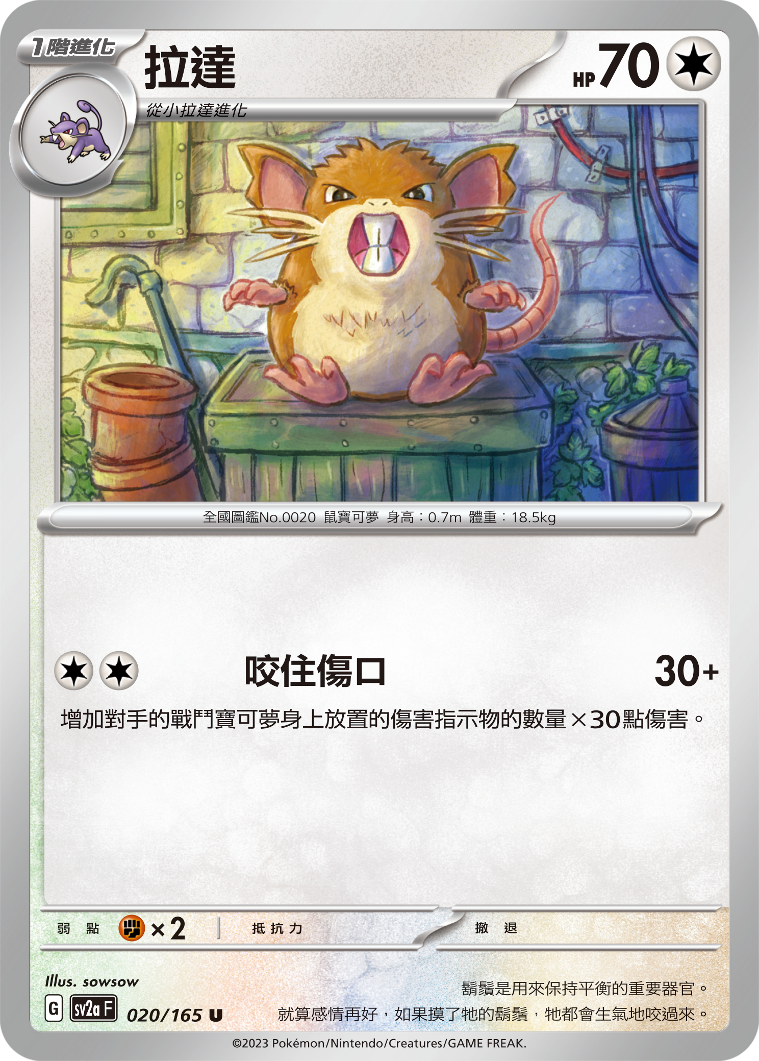 Raticate #036