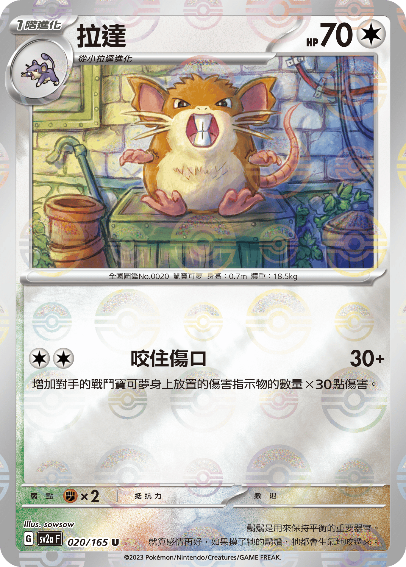 Raticate #037